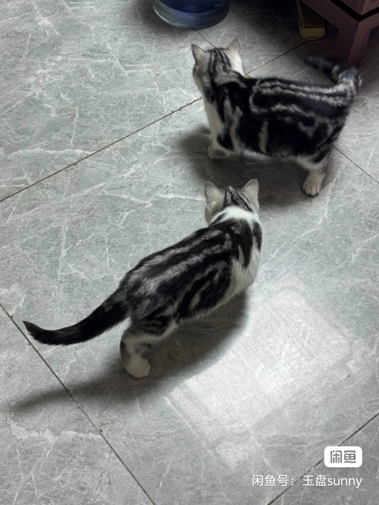 虎斑小猫咪